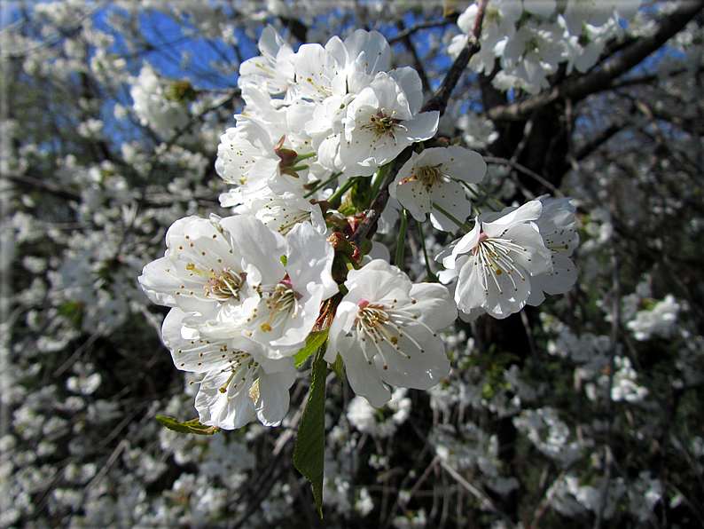 foto Ciliegi in fiore tra i Colli Asolani